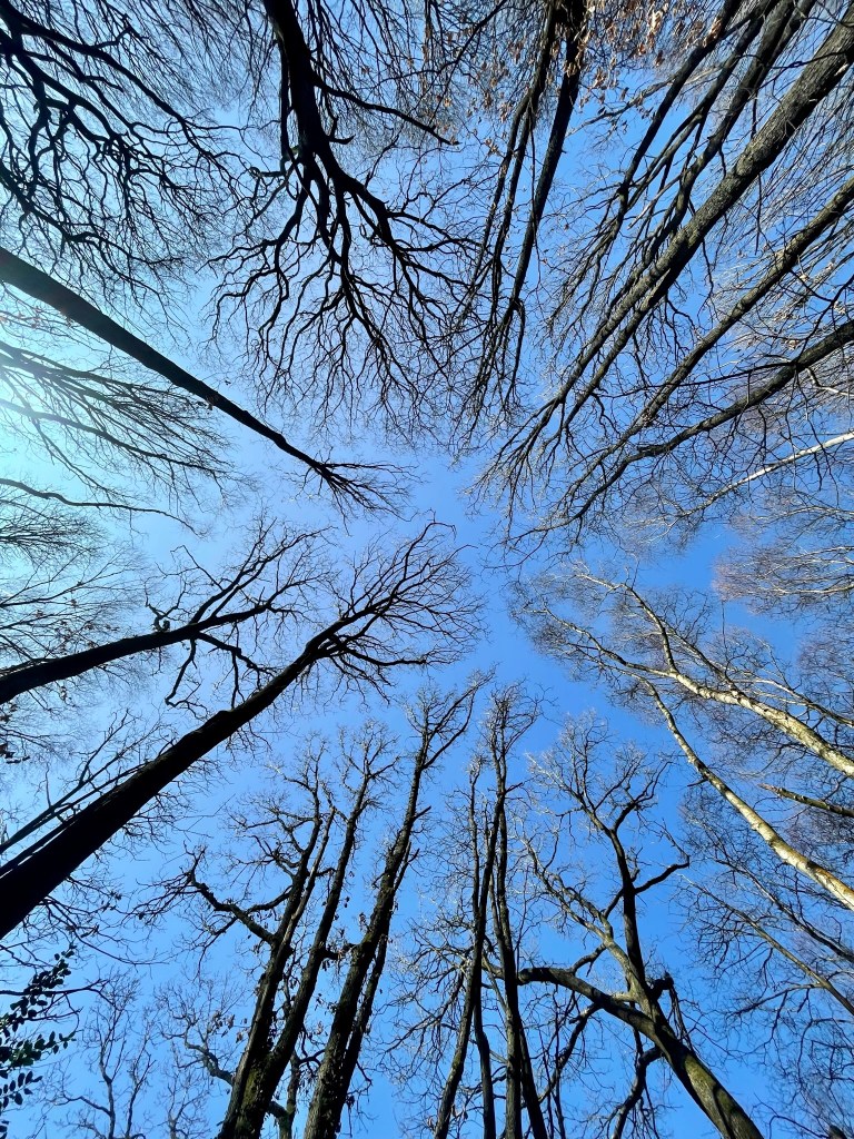 Looking up to blue sky beneath the trees and their spidery branches